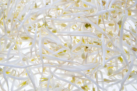soy sproutsの写真素材