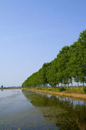 rice fieldsの写真素材