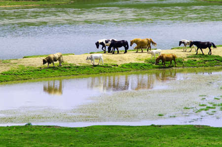 herd in the wildの写真素材
