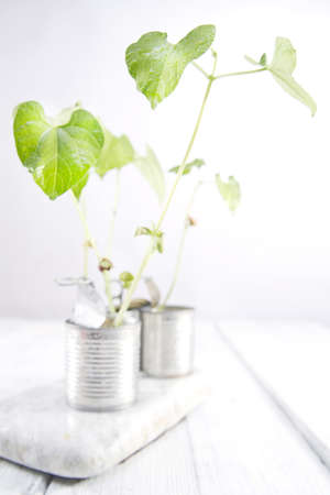 Organic Canned Beansの写真素材