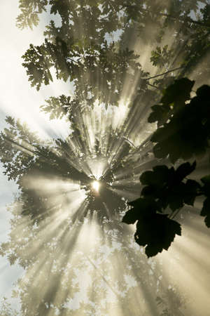 Dawn in the woodsの写真素材