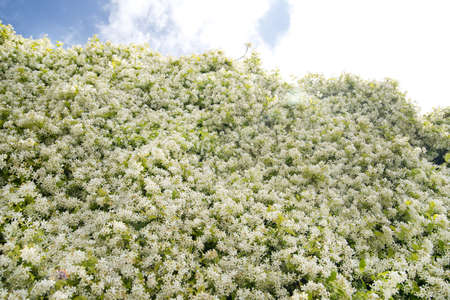 Spring Flowers, Jasmine Flowerの写真素材