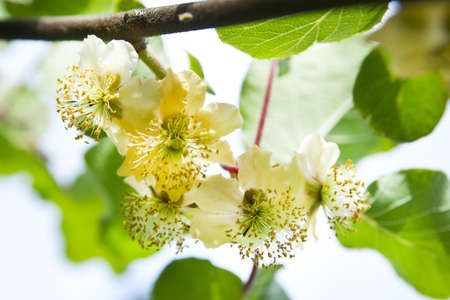 Flowers Of Spring, The Flower Of Kiwiの写真素材