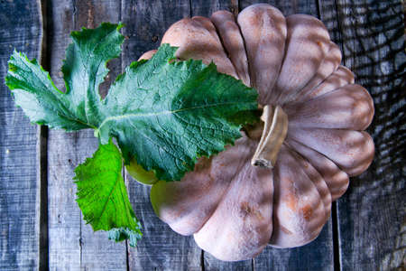 Fruit Produced And Harvested In The Fall Season, Pumpkinの写真素材