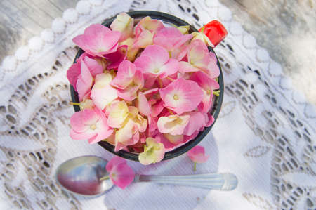 The flower pink hydrangea in full bloom in late spring の写真素材