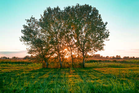 Isolated trees on the horizon, when seen against the light of sunsetの写真素材