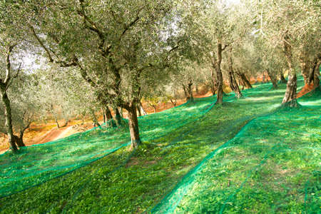 He extended networks for the Olive harvest in late fallの写真素材