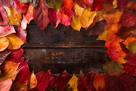 Carpet of leaves of various colors typical of the tree of persimmonの写真素材
