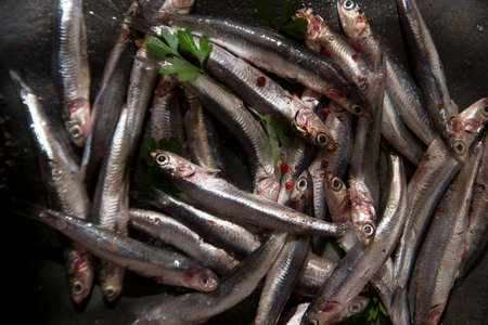 Fresh anchovies just fished in the Mediterranean Seaの写真素材