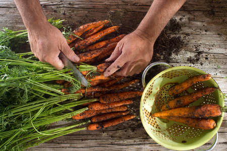 Cleaning and preparation of a bunch of freshly picked carrotsの写真素材