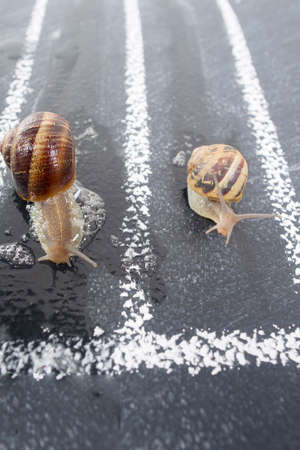 The daily road used with caution by a slow snailの写真素材
