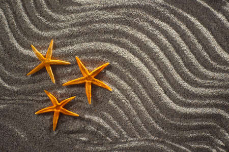 Of light gray sand background designed with three starfish orangeの写真素材
