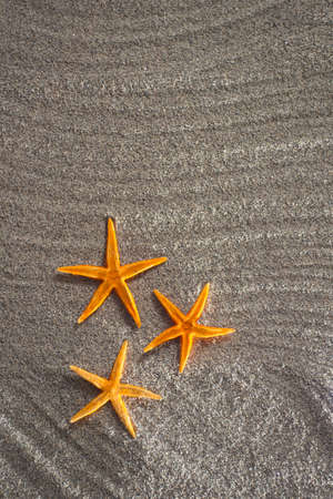 Of light gray sand background designed with three starfish orangeの写真素材