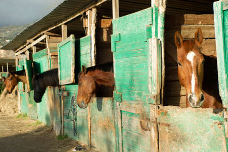 Old horse stables shelter constructed in painted woodの写真素材