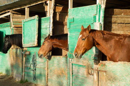 Old horse stables shelter constructed in painted woodの写真素材