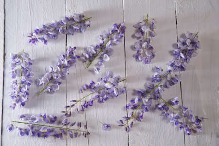 The flower wisteria presented on background in white woodの写真素材