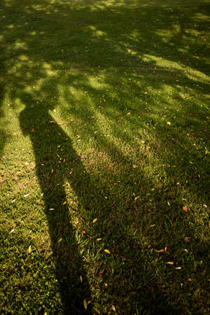 Representative image of its shadow projected on the groundの写真素材