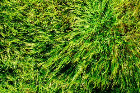 View of a green grass bush moved by the windの写真素材
