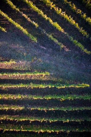 View from above with the use of a drone of the lines of a vineyardの写真素材