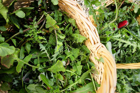 Harvesting in the countryside of wild grass for food useの写真素材