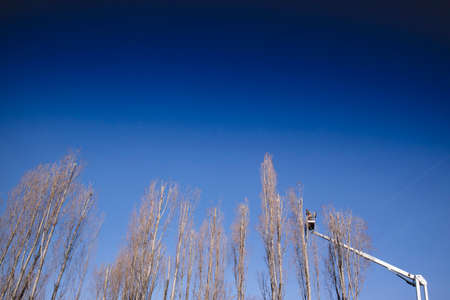 Pruning of tall trees with the use of mechanical equipmentの写真素材