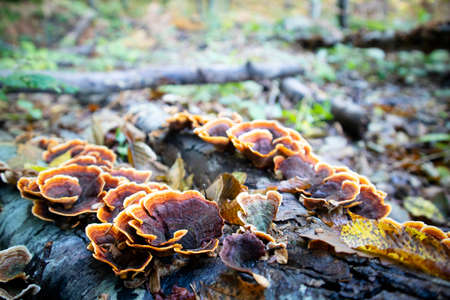 Inedible and highly toxic variety of inonotus mushroomsの写真素材