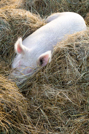 Photo shoot of a big pig taken while sleeping on a straw bedの写真素材