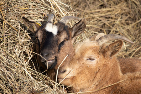 Photographic documentation of a portrait of the life of the domestic goatの写真素材