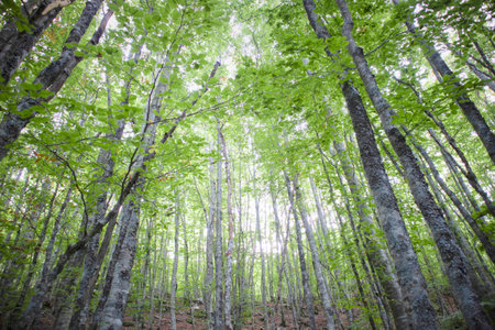 The forest and its lush trees taken up in the summer seasonの写真素材