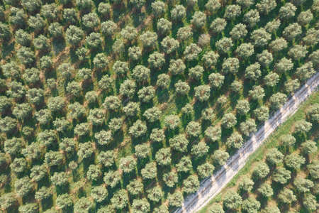 Aerial photographic documentation of an agricultural land cultivated with olive trees.の写真素材