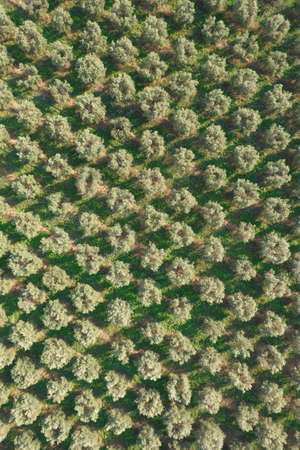 Aerial photographic documentation of an agricultural land cultivated with olive trees.の写真素材