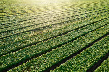 Photographic documentation of a plant for intensive cultivation of the basil plantの写真素材