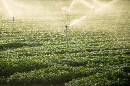 Photographic documentation of a plant for intensive cultivation of the basil plantの写真素材