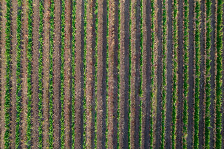 Aerial photographic shot of a field planted with vines in the summer seasonの写真素材