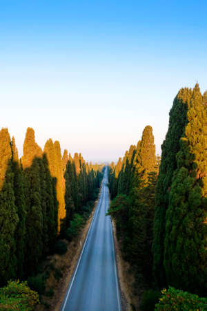 Aerial shot of the ancient and famous avenue of cypresses that from San Vito leads to the city of Bolgheri Tuscany Italyの写真素材
