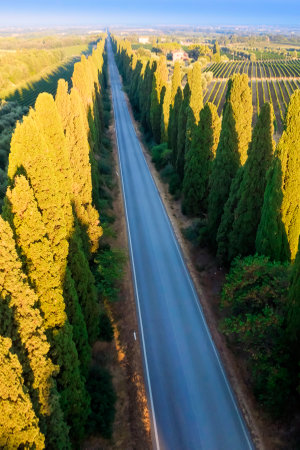 Aerial shot of the ancient and famous avenue of cypresses that from San Vito leads to the city of Bolgheri Tuscany Italyの写真素材