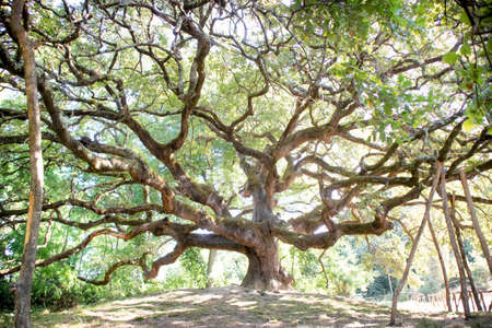Photographic documentation of the majestic and ancient oak located in Caponnori Lucca Italyの写真素材