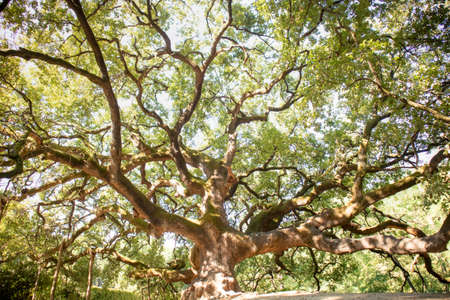 Photographic documentation of the majestic and ancient oak located in Caponnori Lucca Italyの写真素材