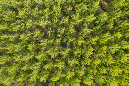 Aerial photographic documentation of a poplar tree plantation in springの写真素材