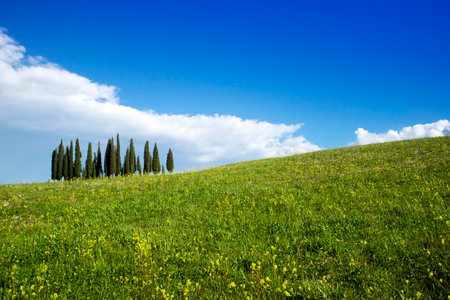 Photographic documentation of the cypresses in the province of Siena Tuscany Italyの写真素材