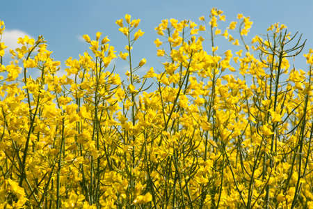 Rapeseed field in Germany