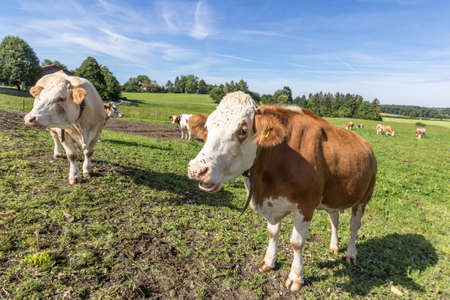 animal husbandry in germany