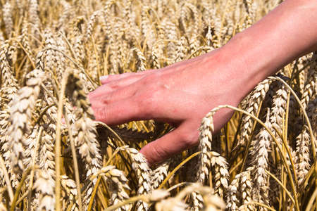 Cereals in handの写真素材