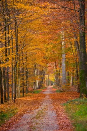 a path is in the autumn forest a path is in the autumn forest