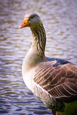 Grey Geese at the watersideの写真素材