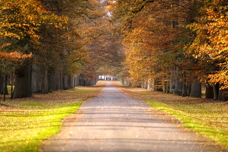Pathway in the autumn forest