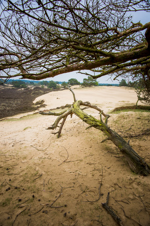 Sandy Pine forest with Abstract shot from strange form of trees trunksの写真素材