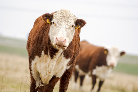 A high country Hereford bull looking into the cameraの写真素材