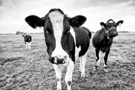 Curious cows in a dutch landscapeの写真素材