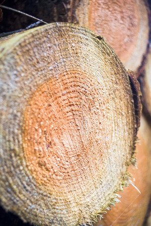 Freshly sawn logs in a forest setting 